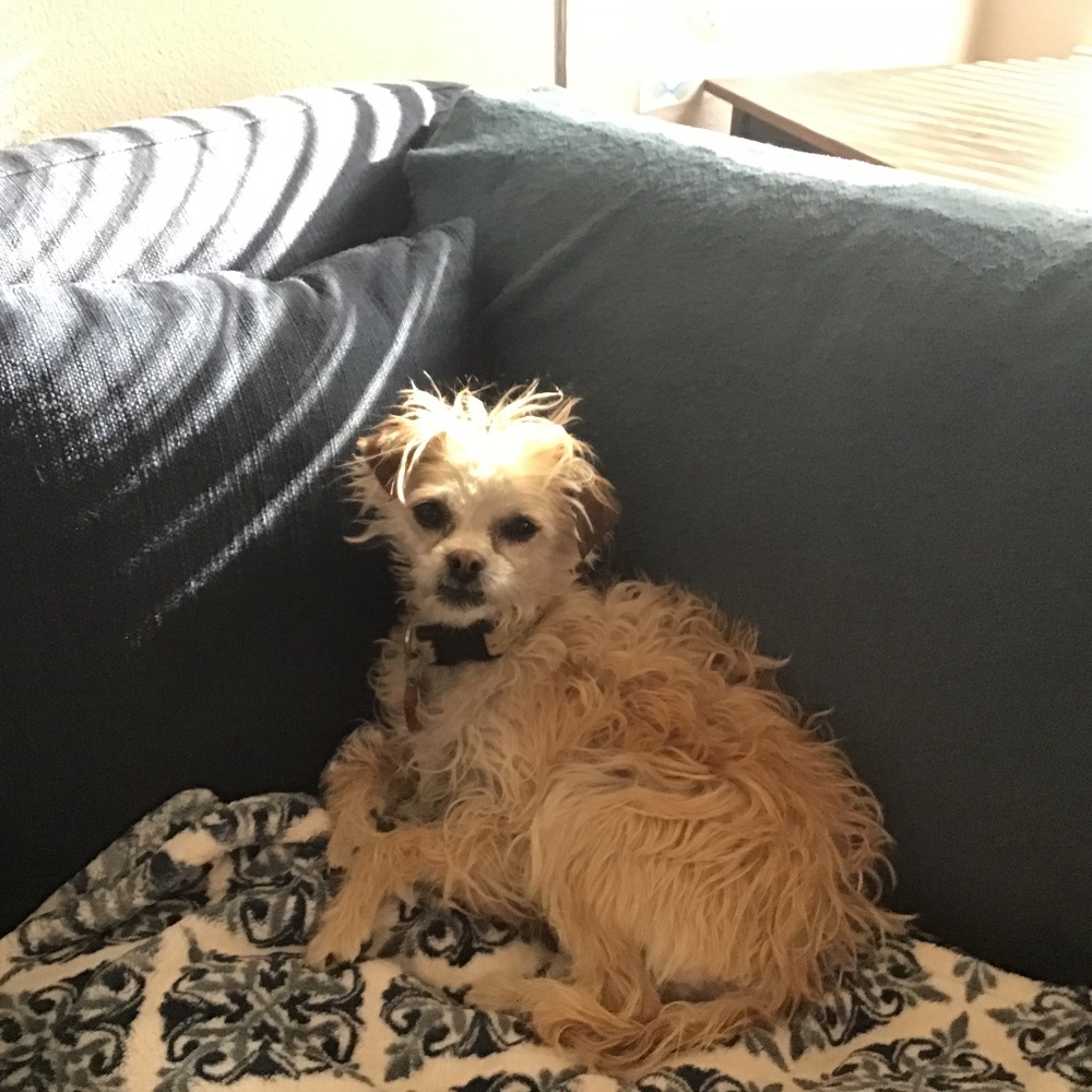 Meet your Posher, Daisy